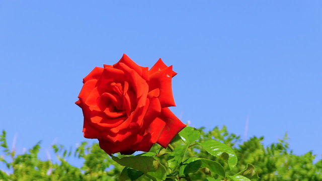 beautiful flowers