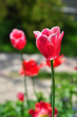 Obraz premium Red tulips