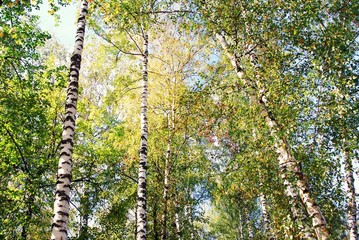 Fototapeta premium Birch trees and sunlight. Taken in Ples, Russia.