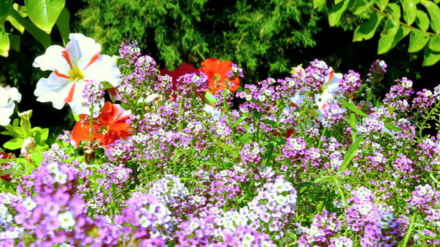 beautiful flowers