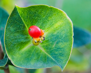 Obraz premium Hagebutte