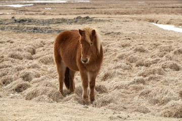 Brown Icelandic horse on a meadow