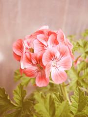 Retro looking Geranium