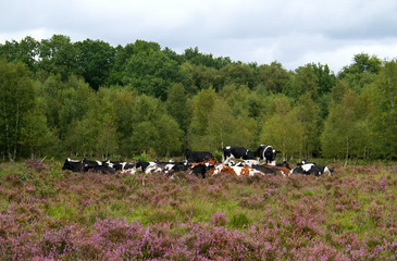 Free range black and white cows on heath in summer