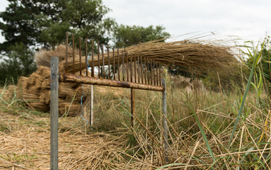 Reet / Schilf wird gek&auml;mmt