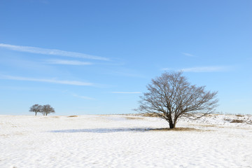 Meadow and Trees in Winter after Snowfall
