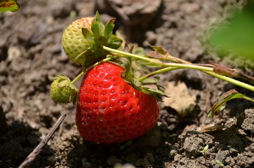Strawberry growing on a flower bed
