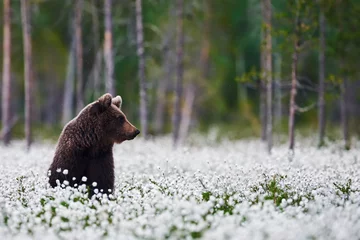Rolgordijnen Brown bear between cotton grass © lucaar