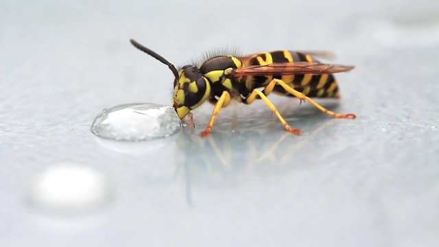 Yellowjacket wasp frantically eats liquid sugar droplet. Vespula spp., likely V. pennsylvanica.