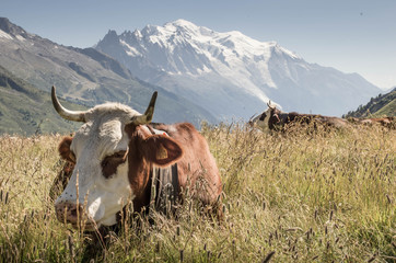 vache dans les alpes
