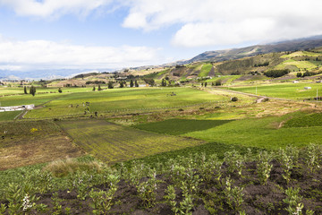 Obraz premium Cultivated fields