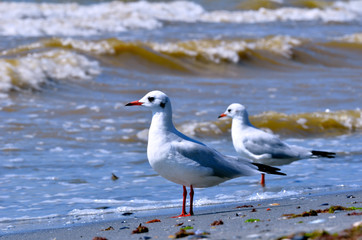 Seagulls on a sandy beach and sea surf