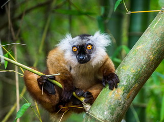 Portrait of a lemur. Madagascar. Funny pictures.