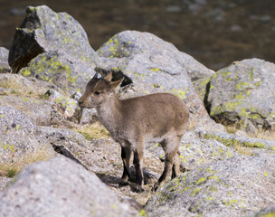 Cabritillo 1. Cabritillo en la Sierra de Gredos.