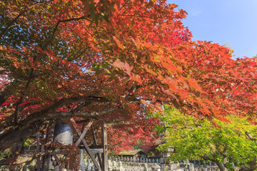 Obraz premium Superb view, fall color at Adashino Nenbutsu-ji, Japan in the au