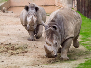 Fototapeta premium Gigantes en movimiento. Rinocerontes corriendo en el zoo de Madrid.