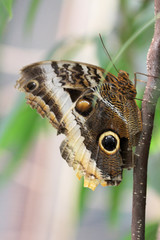 Bananenfalter   forest giant owl   (caligo eurilochus)