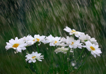 White daisies into the rain