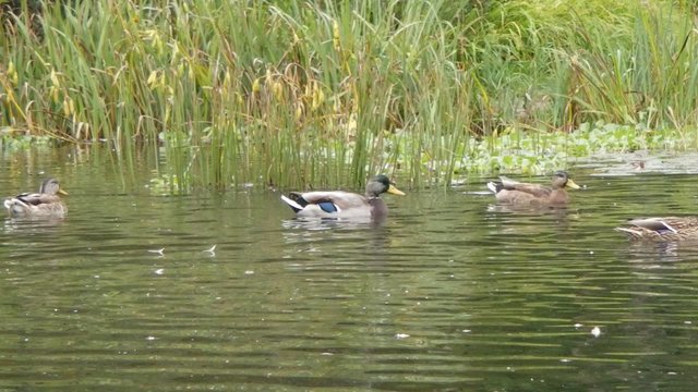 canard colvert