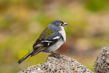 Azores chaffinch (Fringilla coelebs moreletti)