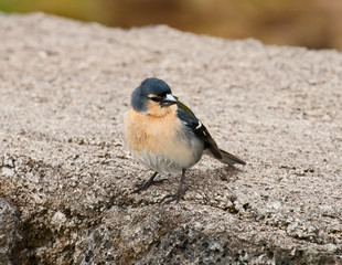 Azores chaffinch (Fringilla coelebs moreletti)