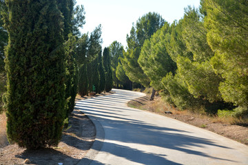 camino entre las sombras de los arboles