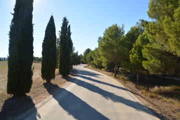 camino en el campo