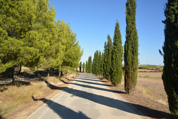camino bajo la sombra de los arboles