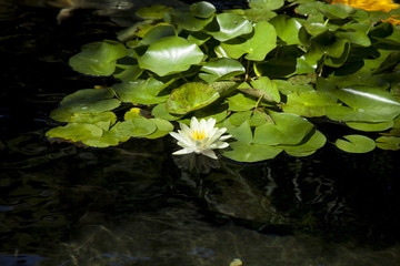 Water Lilies in a Pond