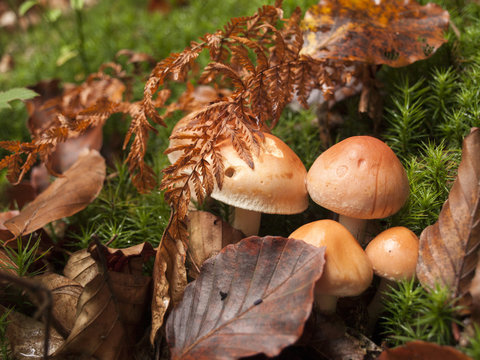 mushrooms in the autumn forest - shallow depth of field