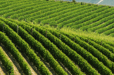 Landscape in Langhe (Piedmont)