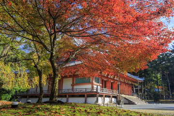 Superb view, fall color at Daigoji temple, Japan in the autumn