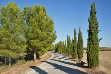 camino bajo los arboles al atardecer