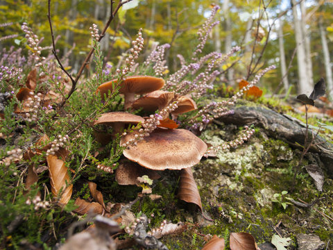 mushrooms and heather in the autumn forest - shallow depth of field