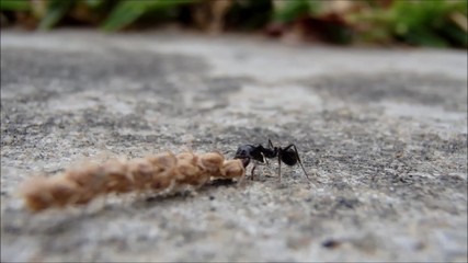 working ants