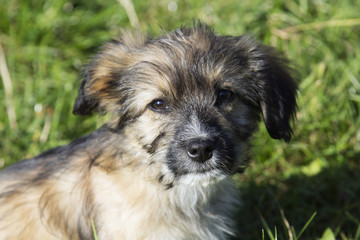 cute shaggy puppy