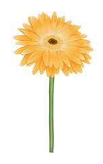 beautiful bright yellow gerbera with watercolor effect isolated on white background