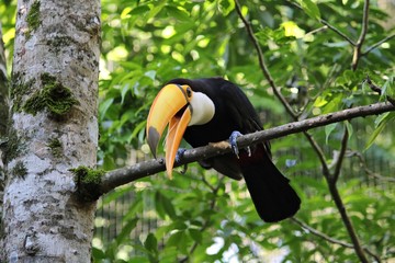 Toucan in Brazil