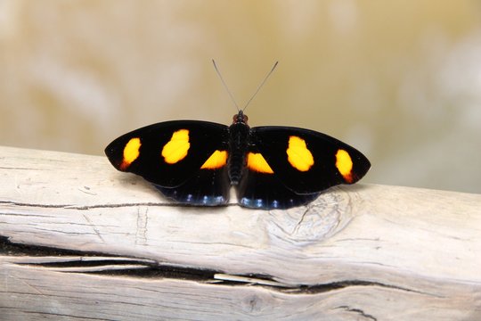 Butterfly in Brazil - Orange Catone