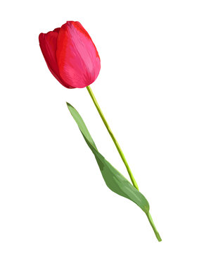 beautiful red tulip  flower with the effect of a watercolor drawing isolated on white background.