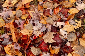 Red, brown and yellow autumn leaves covered with water drops lying on the ground.