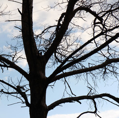 Силуэт дерева на фоне голубого неба