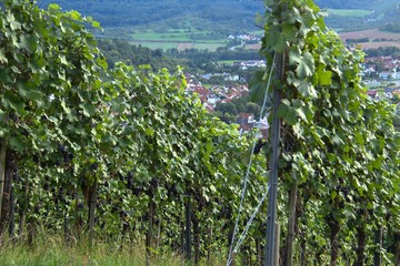 Wein Weinberge