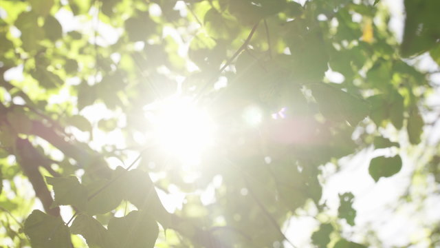 4K Sun beaming between green leaves on a bright sunny day, shot on Red Epic Dragon