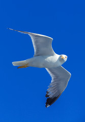 Flying Sea Gull in Blue Sky