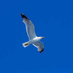 Flying Sea Gull in Blue Sky