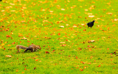 grey squirrel in autumn park