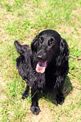 Portrait of wet black dog over green grass background