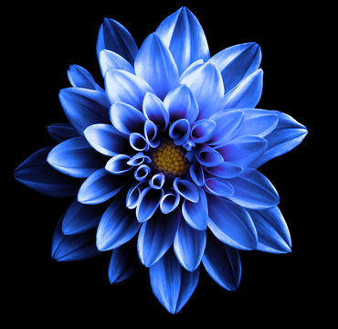 Fototapeta Surreal dark chrome blue flower dahlia macro isolated on black
