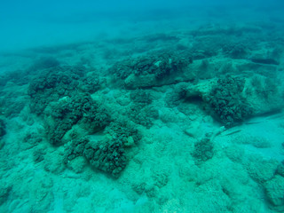 Under water coral